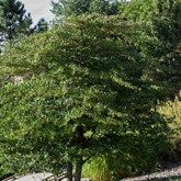 Cockspur Hawthorn